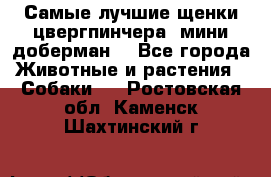 Самые лучшие щенки цвергпинчера (мини доберман) - Все города Животные и растения » Собаки   . Ростовская обл.,Каменск-Шахтинский г.
